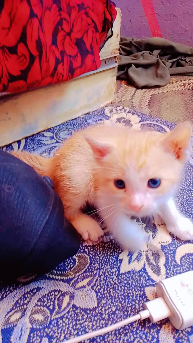 persion kitten avaliable 7