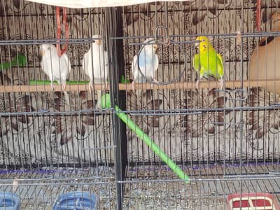 Australian budgie
