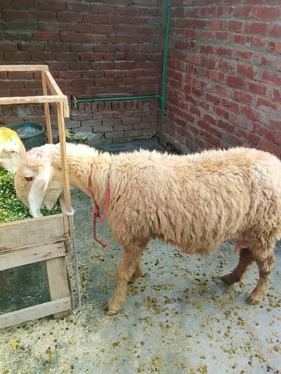 bachon wali sheep for sale 0/3/2/9/5/5/3/4/8/7/0