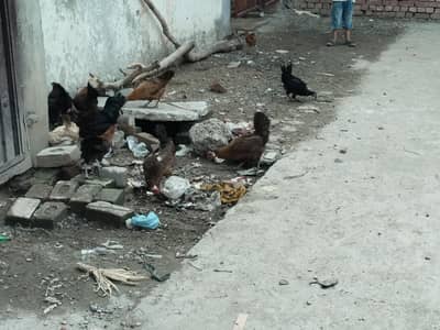 Desi Hen egg Dany wali