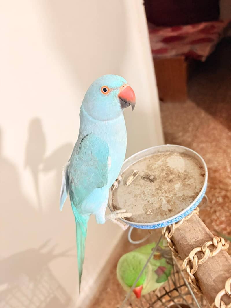 Blue ringneck 0