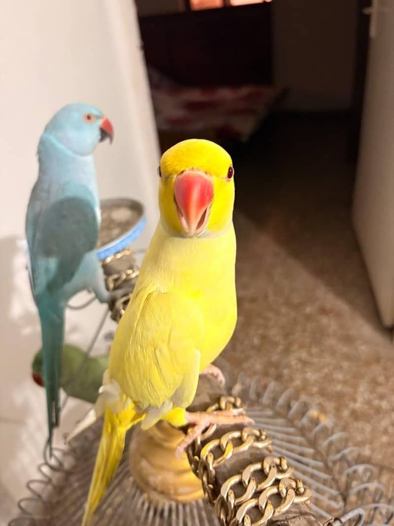 Blue ringneck 1