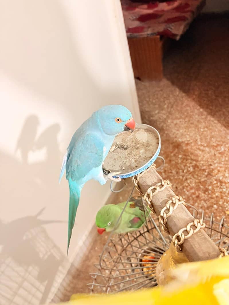 Blue ringneck 2