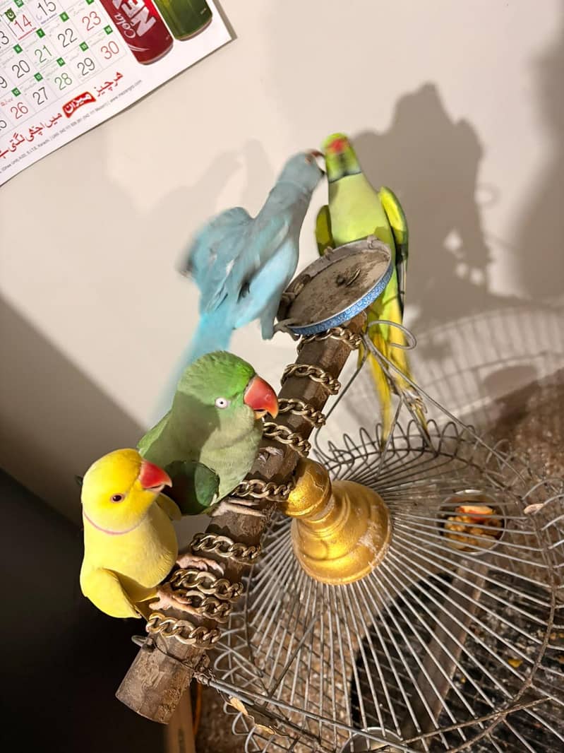 Blue ringneck 3