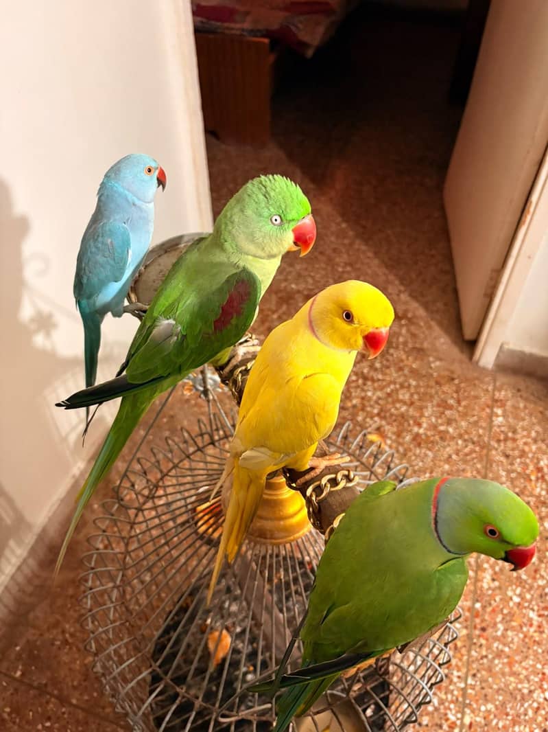 Blue ringneck 4