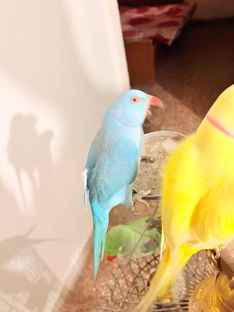 Blue ringneck 5