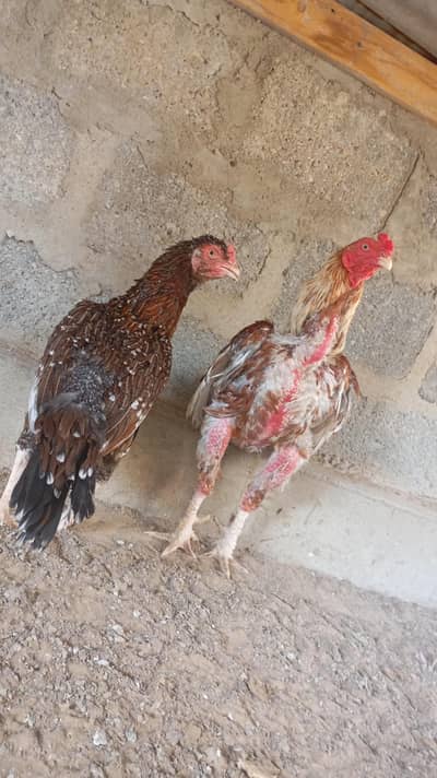 2 Murghiyan + 1 Murgha for Sale