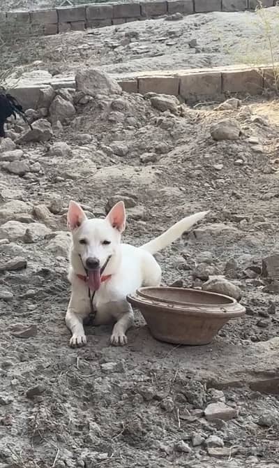 Russian Dog