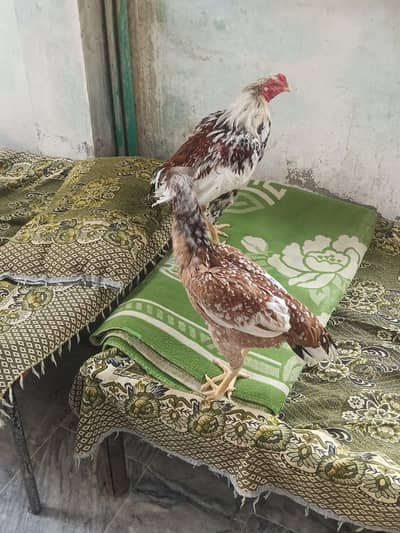 aseel cheena pair for sale