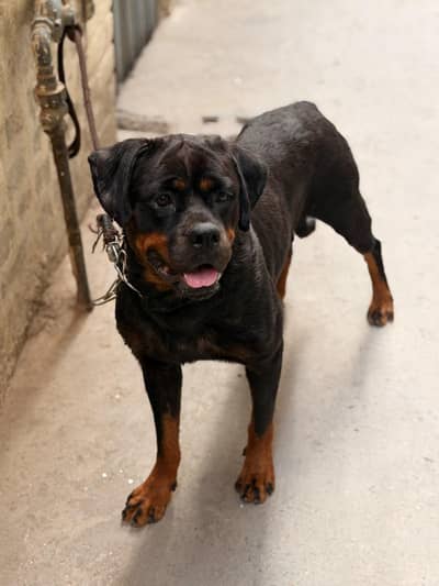 Rottweiler female