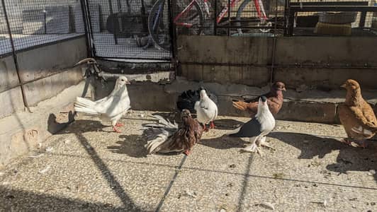 fancy pigeons for sale