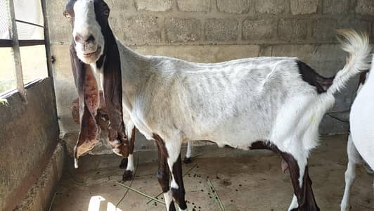 mundi pateri bakri