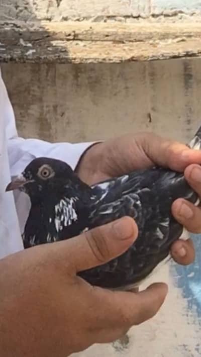 Pure dubwala pair kamagar piegons kabootar