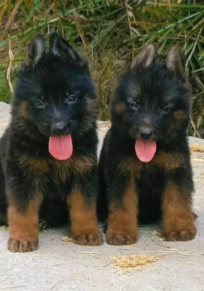 German Shepherd double coat pair 2 month for sale