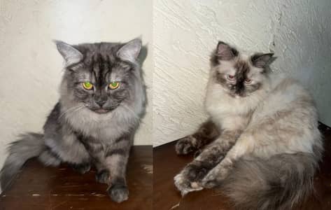 Himalayan Breed For sale cheap price
