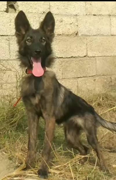 Belgium Shepherd female for sale available