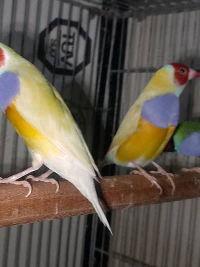 Goldiain Finches Breeder Pairs Available