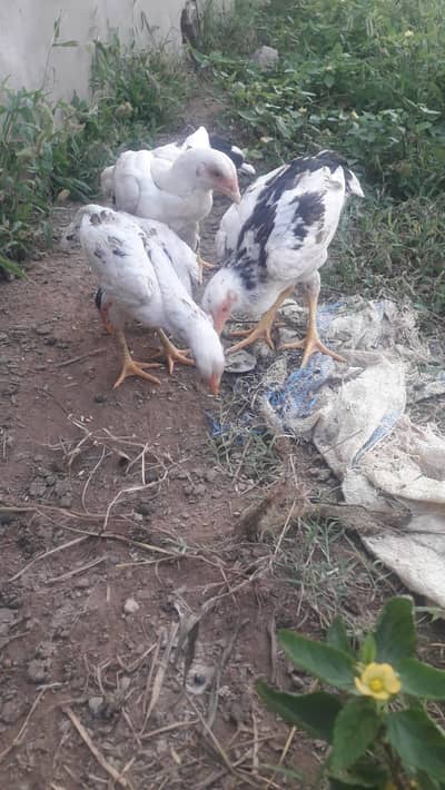 aseel cheena and heera chicks for sale