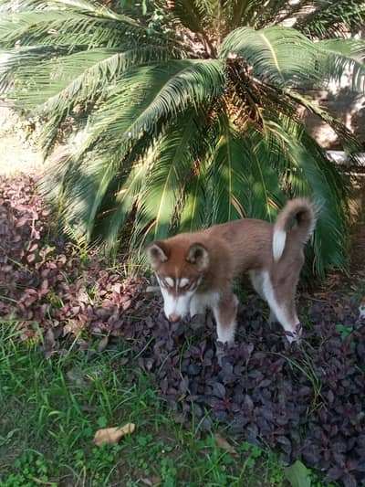 Siberian Husky Male puppy available in Lahore