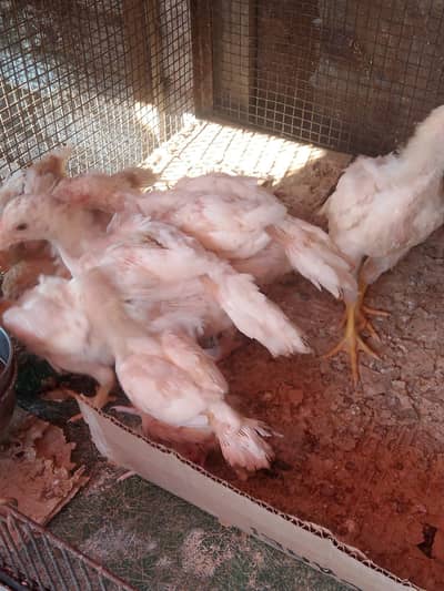 indian parrot beak long tail chicks