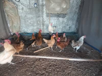 egg laying hens misri desi