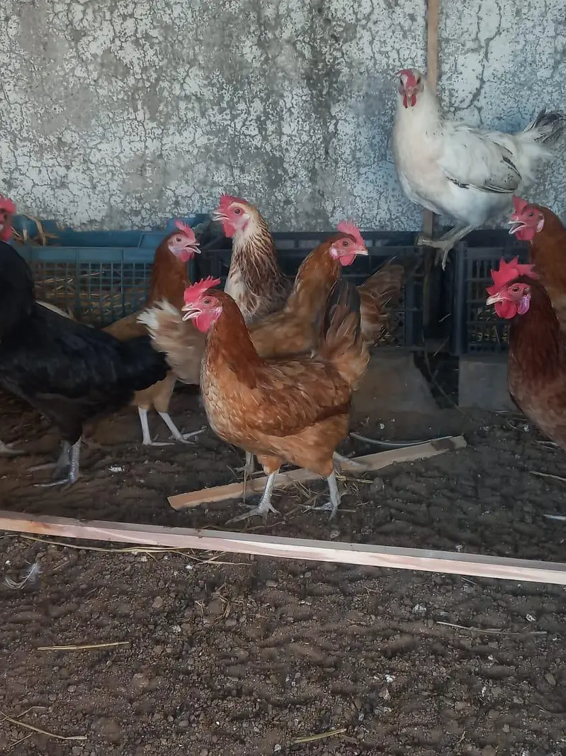 egg laying hens misri desi — photo 2