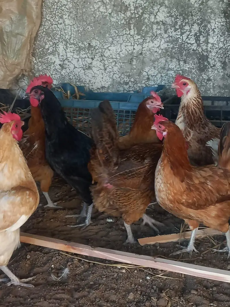 egg laying hens misri desi — photo 3