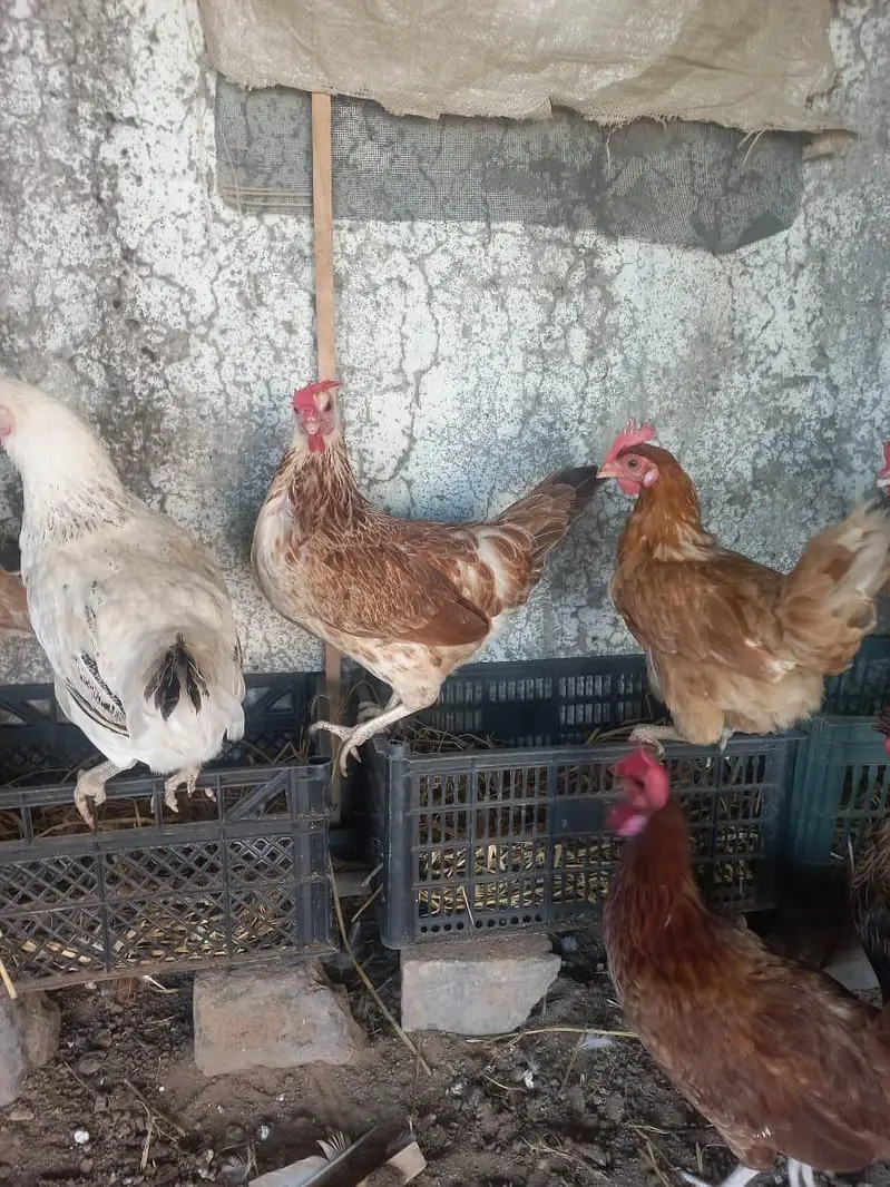 egg laying hens misri desi — photo 4