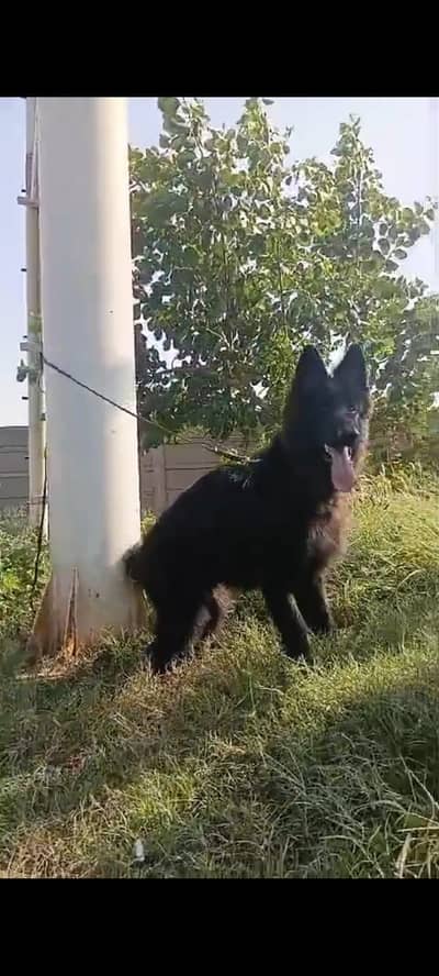 long coat male puppy available