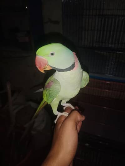 raw parrot