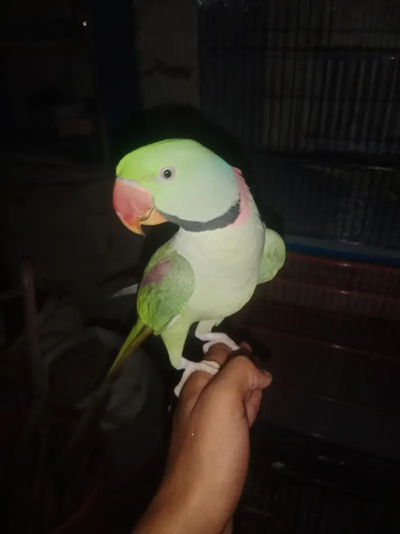 raw parrot