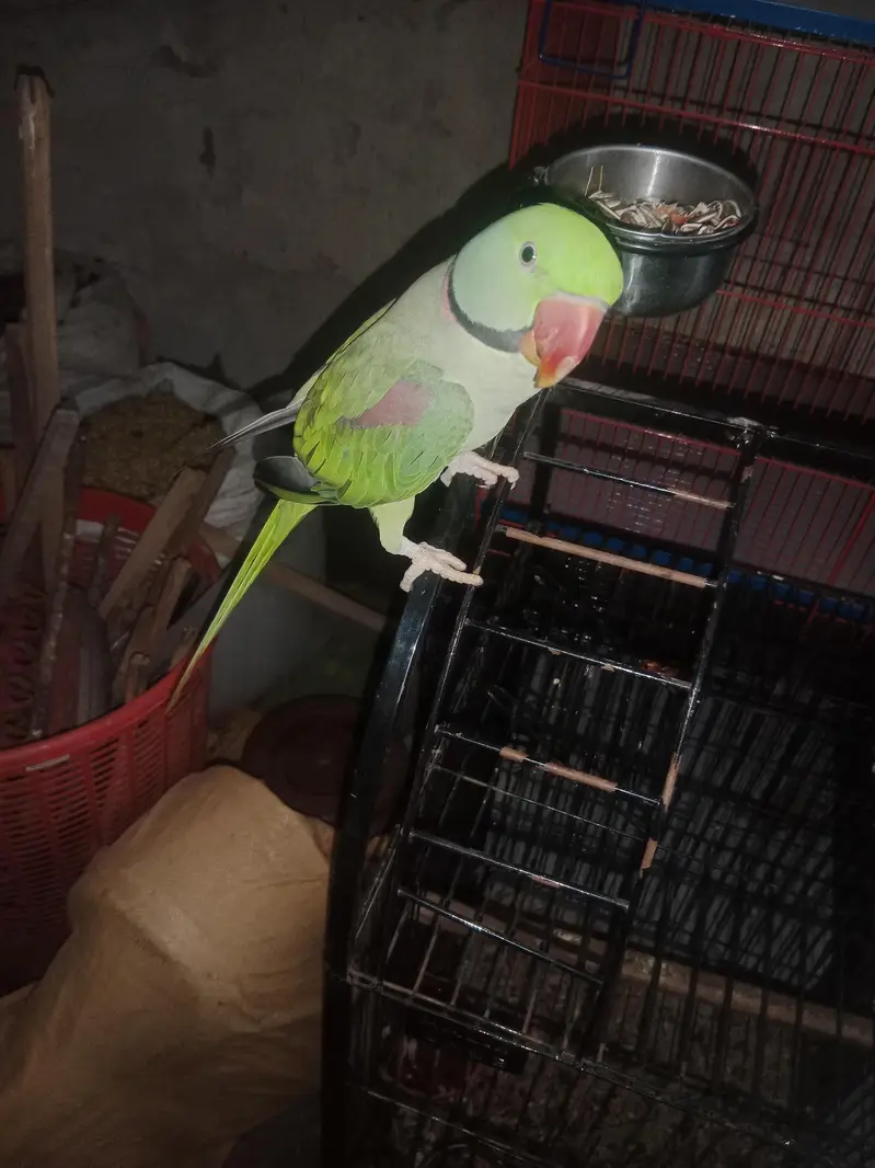raw parrot — photo 2