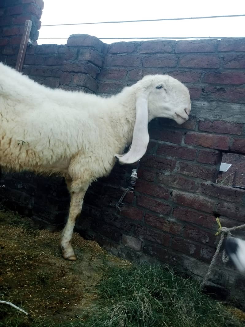 kajli sheep 0