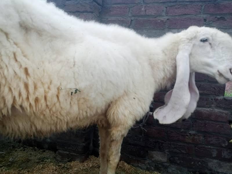 kajli sheep 1