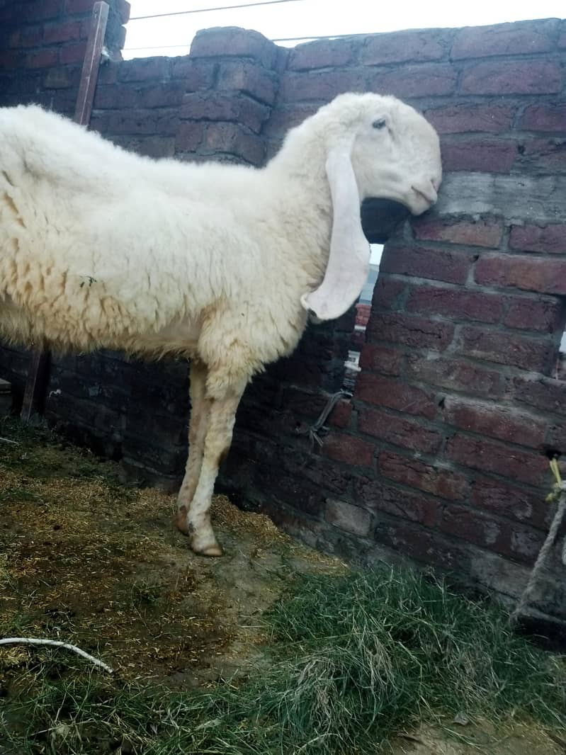 kajli sheep 2
