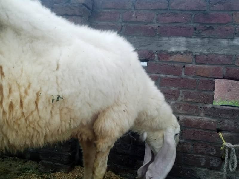 kajli sheep 3