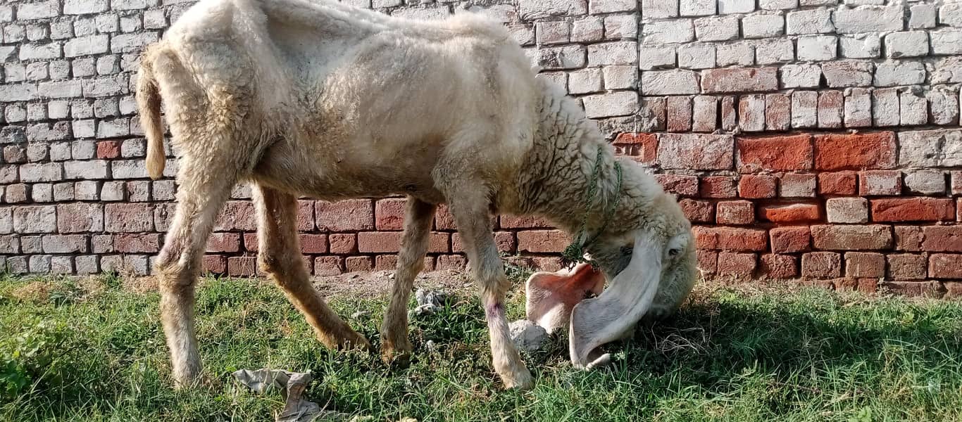 kajli sheep 4