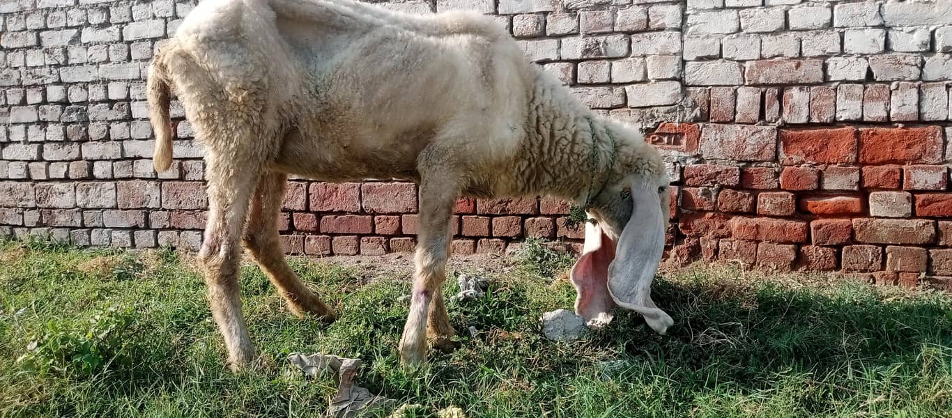 kajli sheep 5