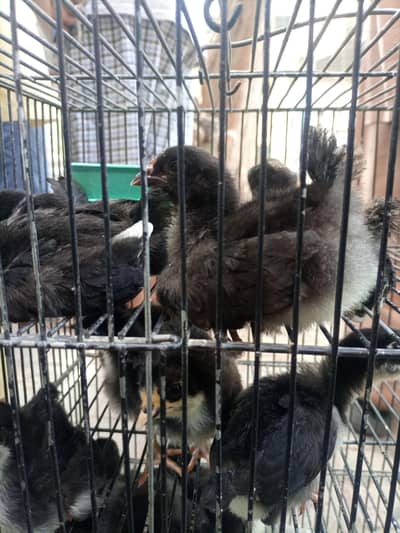 Lohmann Black Chicks only - Pure Breed