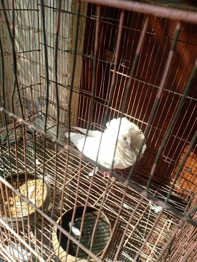 fresh breader female