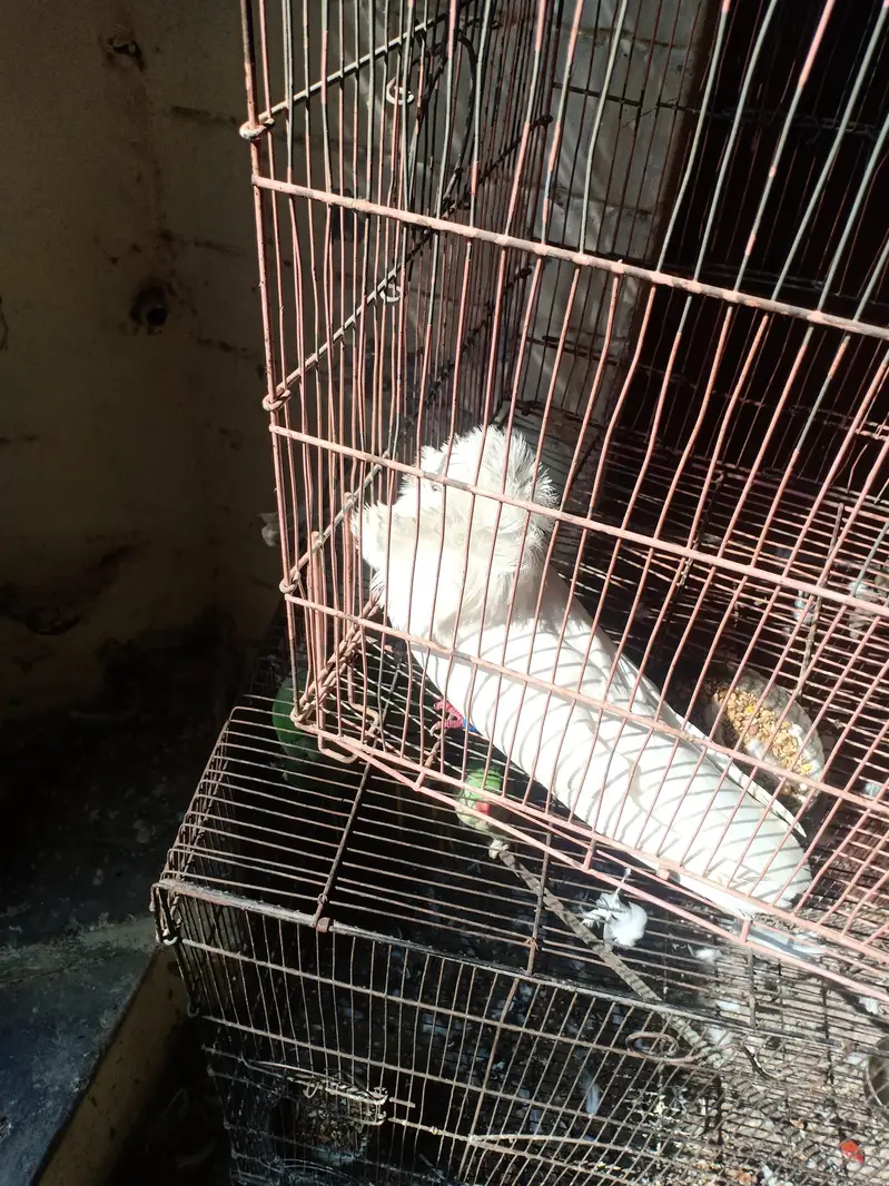 fresh breader female — photo 3