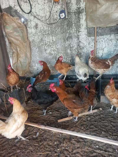 Egg laying hens desi misri