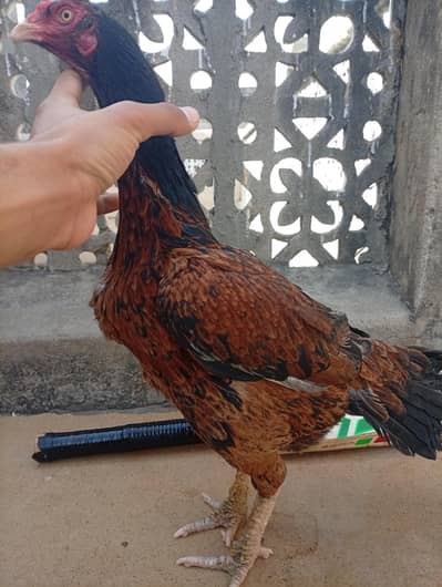 Good Madi for chicks and normal price