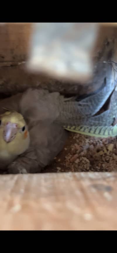 Gray cocktail breeder pair fertility gurranteed pair