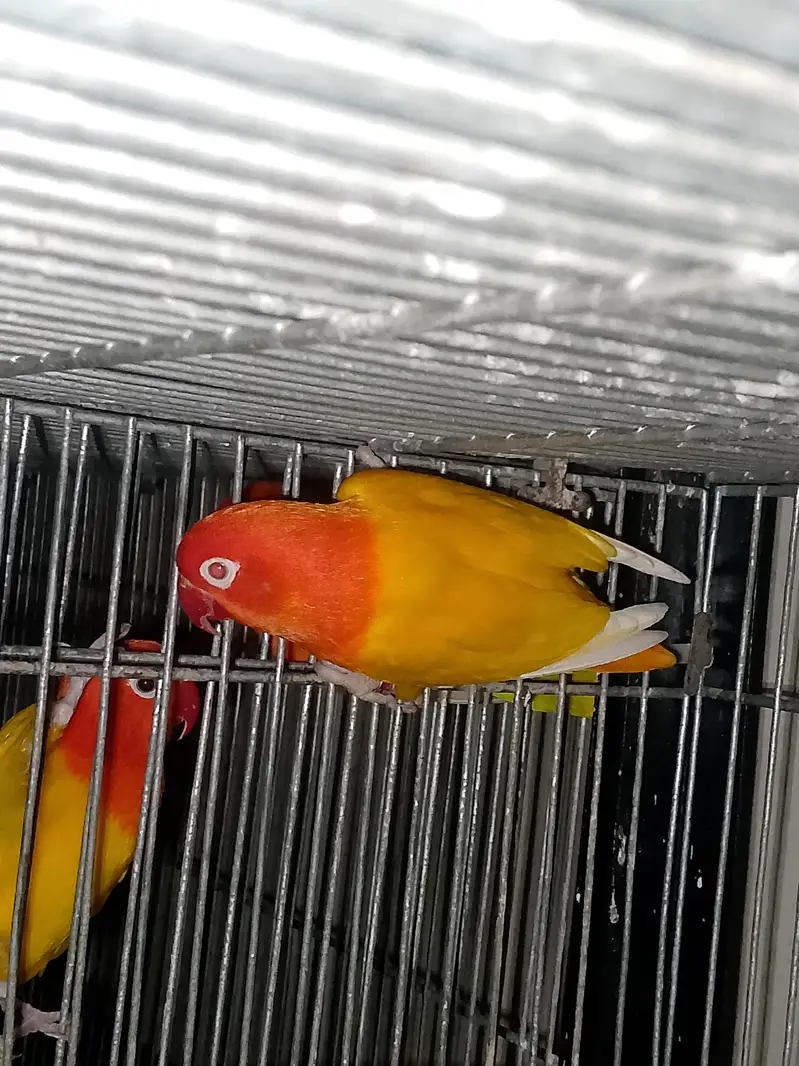 Mutation love Birds Available