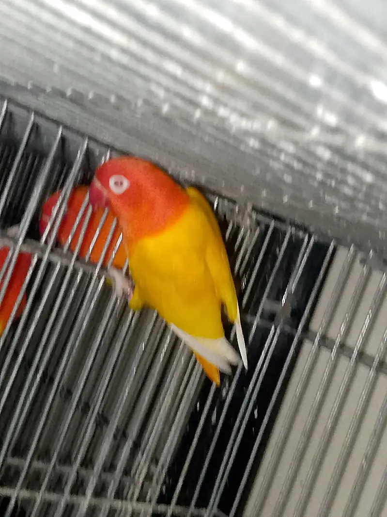 Mutation love Birds Available — photo 2