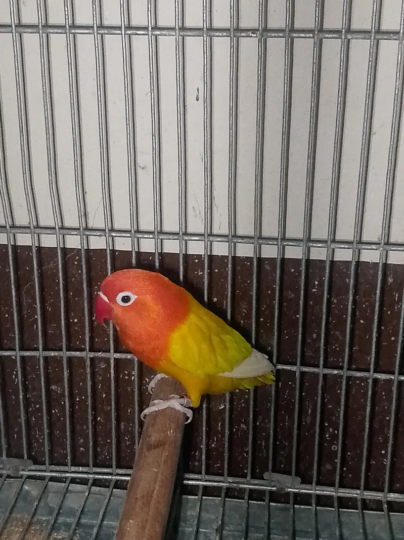 Mutation love Birds Available — photo 3