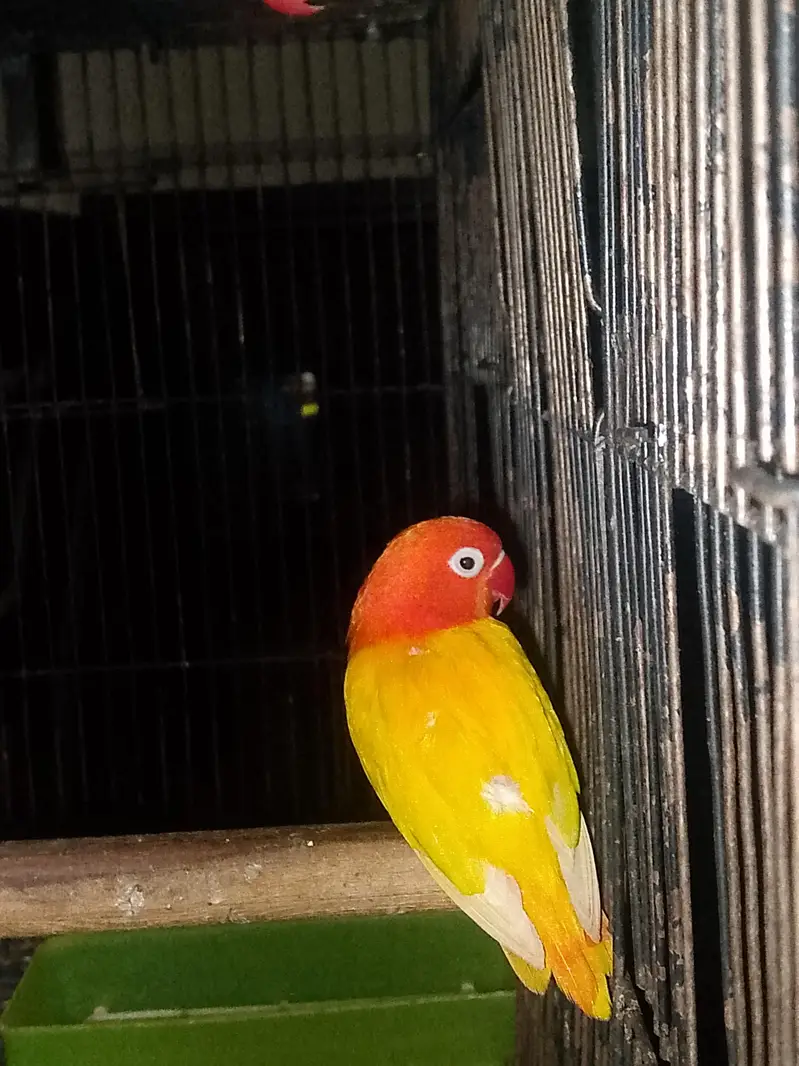 Mutation love Birds Available — photo 4