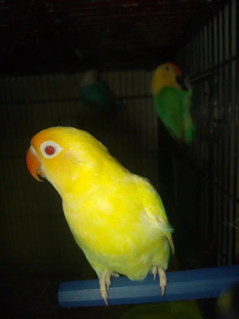 Mutation love Birds Available — photo 5