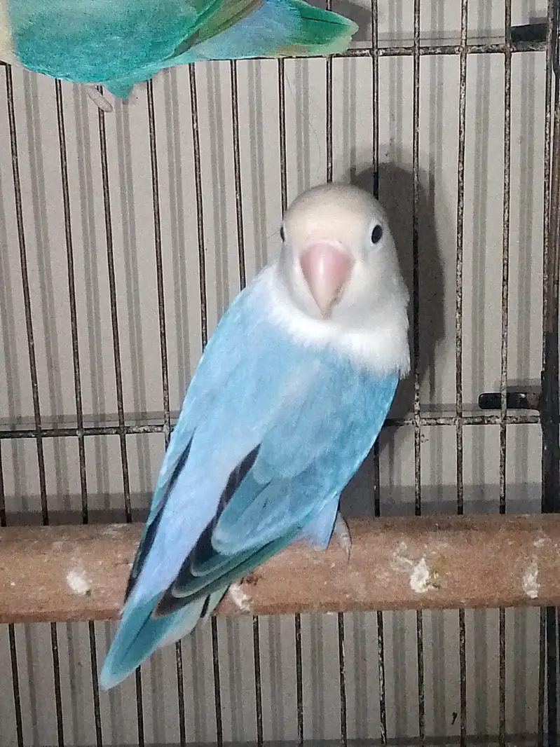 Mutation love Birds Available — photo 6